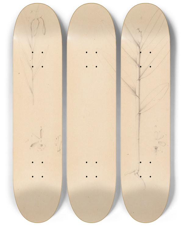 Triptych art skateboard deck of Joo Barbosa Rodrigues Iconographie Des Orchidees Du Bresil Pl24 by Joao Barbosa Rodrigues (1842-1909)