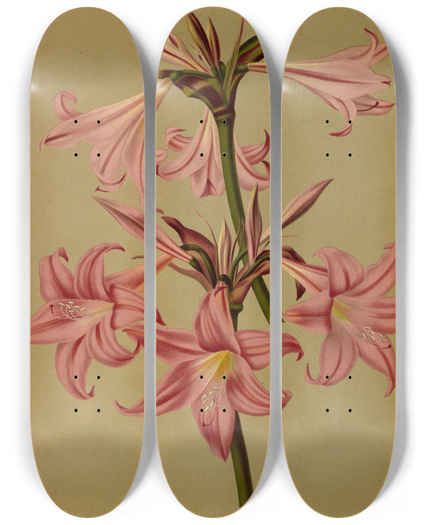 Triptych art skateboard deck of Arentina Hendrica Arendsen Amaryllis Belladonna by Arentina Hendrica Arendsen (1836-1915)