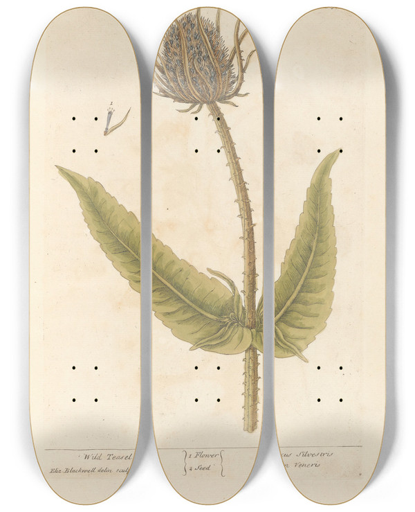 Triptych art skateboard deck of Elizabeth Blackwell Wild Teasel by Elizabeth Blackwell (1707-1758)