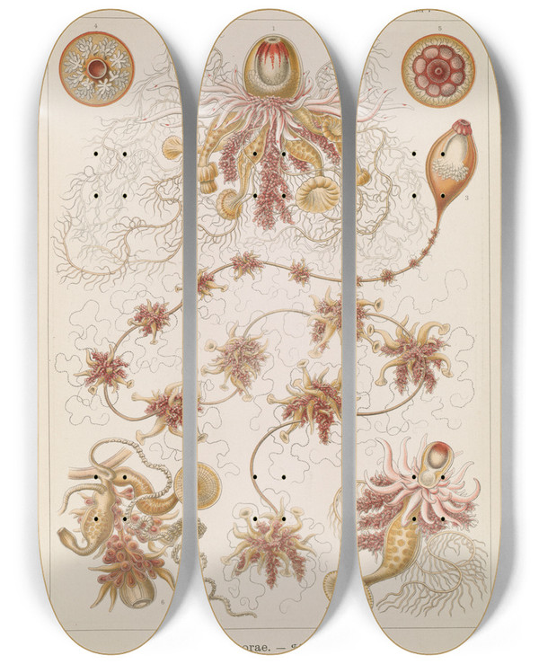 Triptych art skateboard deck of Ernst Haeckel Siphonophorae Staatsquallen_4 by Ernst Haeckel (1834-1919)