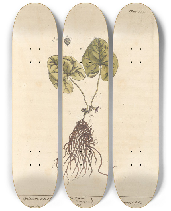 Triptych art skateboard deck of Elizabeth Blackwell Cyclamenleaved Asarum by Elizabeth Blackwell (1707-1758)