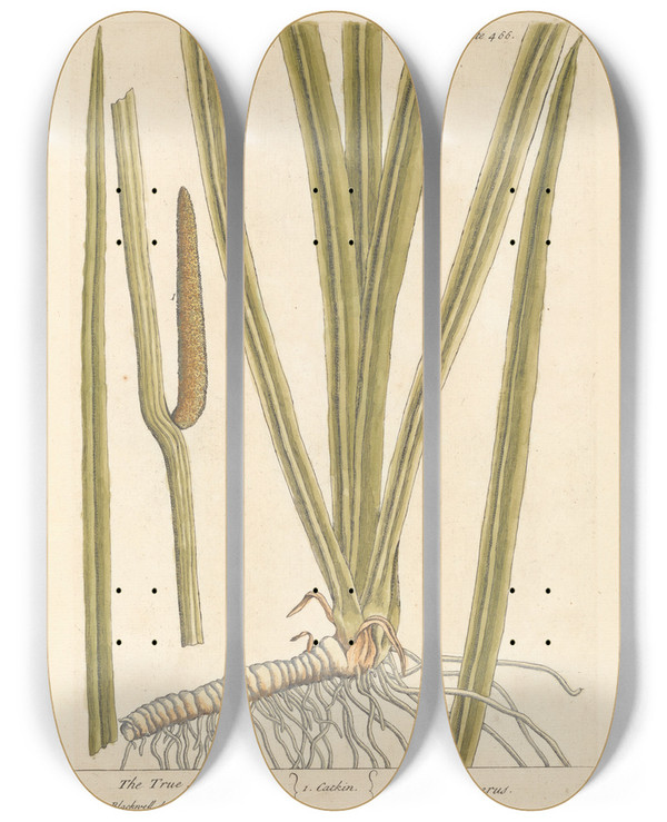 Triptych art skateboard deck of Elizabeth Blackwell The True Acorus by Elizabeth Blackwell (1707-1758)