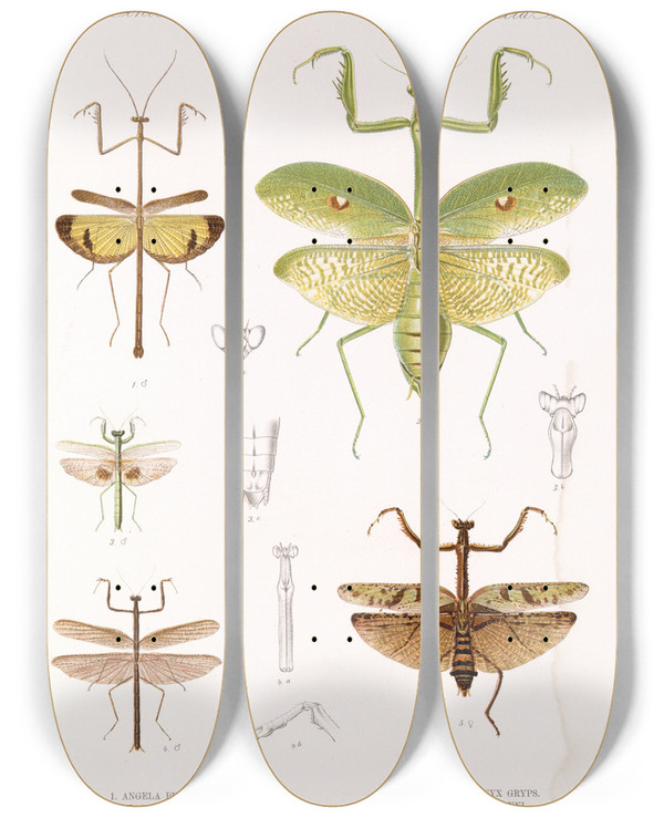 Triptych art skateboard deck of Frederick Ducane Godman Insecta Orthoptera Pl 4 by Frederick Ducane Godman (1834-1919)