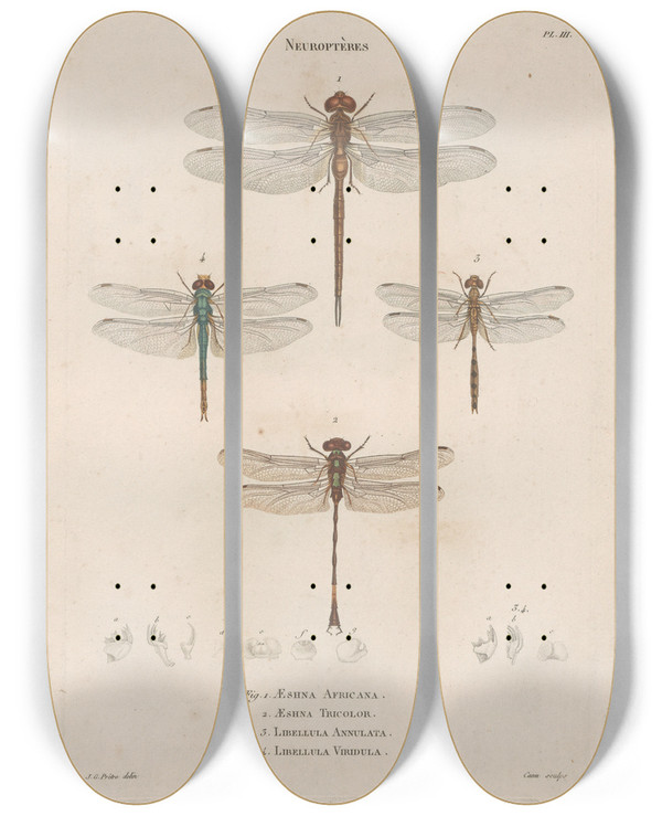 Triptych art skateboard deck of Jean Gabriel Pretre Insectes Recueillis En Afrique Et En Amrique Pl62 by Jean Gabriel Pretre (1768-1849)