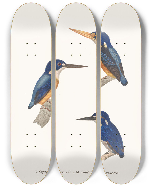 Triptych art skateboard deck of Coenraad Jacob Temminck Ceyx Gracieux by Coenraad Jacob Temminck (1778-1858)