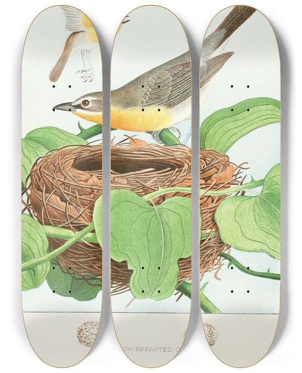 Triptych art skateboard deck of Edwin L Sheppard Yellowbreasted Chat by Edwin L Sheppard (1904)