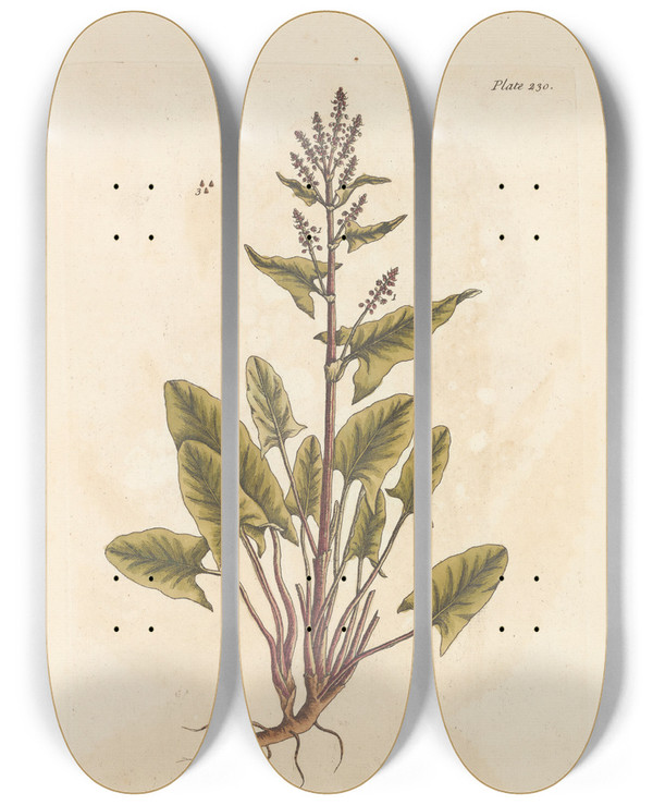 Triptych art skateboard deck of Elizabeth Blackwell Sorrel by Elizabeth Blackwell (1707-1758)