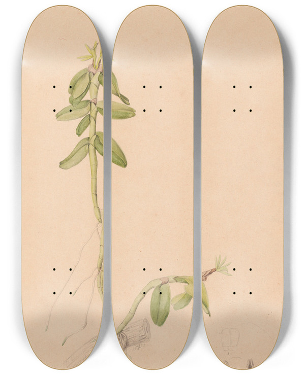 Triptych art skateboard deck of Joo Barbosa Rodrigues Iconographie Des Orchidees Du Bresil Pl43 by Joao Barbosa Rodrigues (1842-1909)