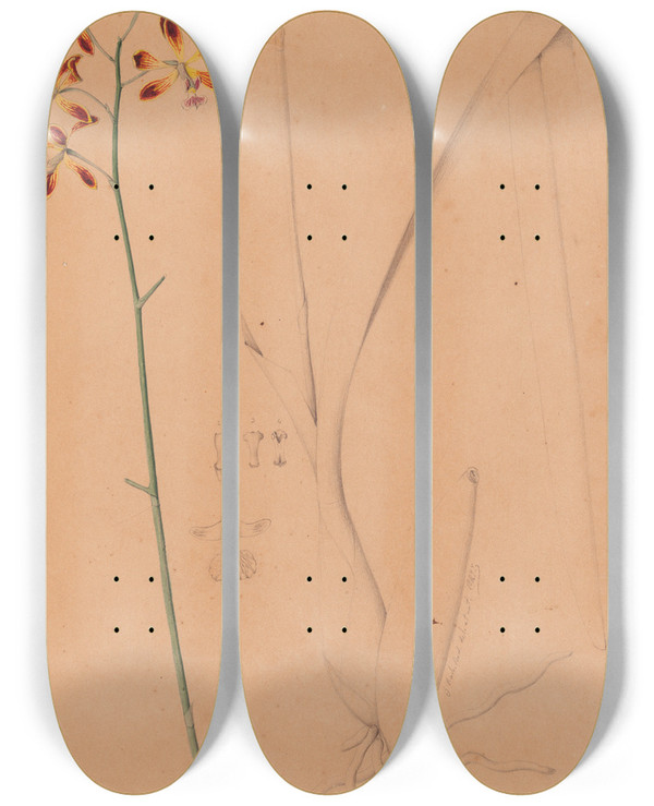 Triptych art skateboard deck of Joo Barbosa Rodrigues Iconographie Des Orchidees Du Bresil Pl12 by Joao Barbosa Rodrigues (1842-1909)
