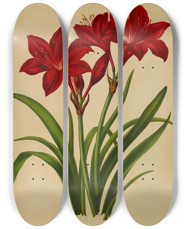 Triptych art skateboard deck of Arentina Hendrica Arendsen Vallota Purpurea Amaryllis by Arentina Hendrica Arendsen (1836-1915)