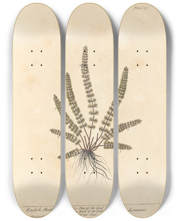 Triptych art skateboard deck of Elizabeth Blackwell English Maiden Hair by Elizabeth Blackwell (1707-1758)