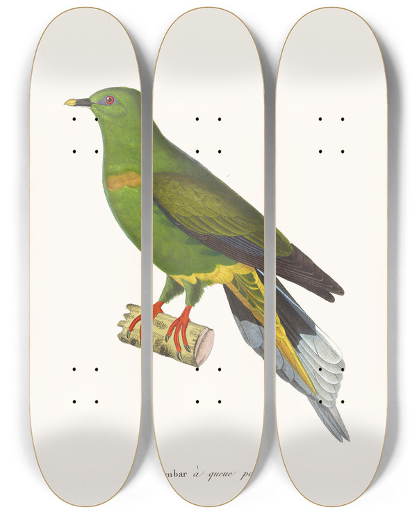 Triptych art skateboard deck of Coenraad Jacob Temminck Colombar A Queue Pointue by Coenraad Jacob Temminck (1778-1858)