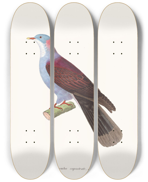 Triptych art skateboard deck of Coenraad Jacob Temminck Colombe Capistrate by Coenraad Jacob Temminck (1778-1858)
