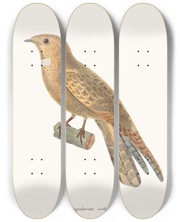 Triptych art skateboard deck of Coenraad Jacob Temminck Engoulevent Isabelle by Coenraad Jacob Temminck (1778-1858)