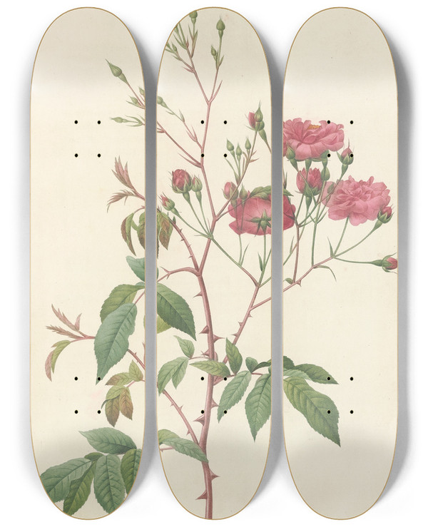 Triptych art skateboard deck of Pierre Joseph Redout Rosa Noisettiana Purpurea by Pierre Joseph Redoute (1759-1840)
