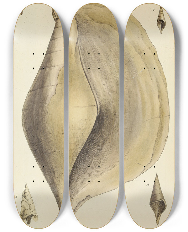 Triptych art skateboard deck of James Sowerby The Mineral Conchology Of Great Britain Pl483 by James Sowerby (1757-1822)
