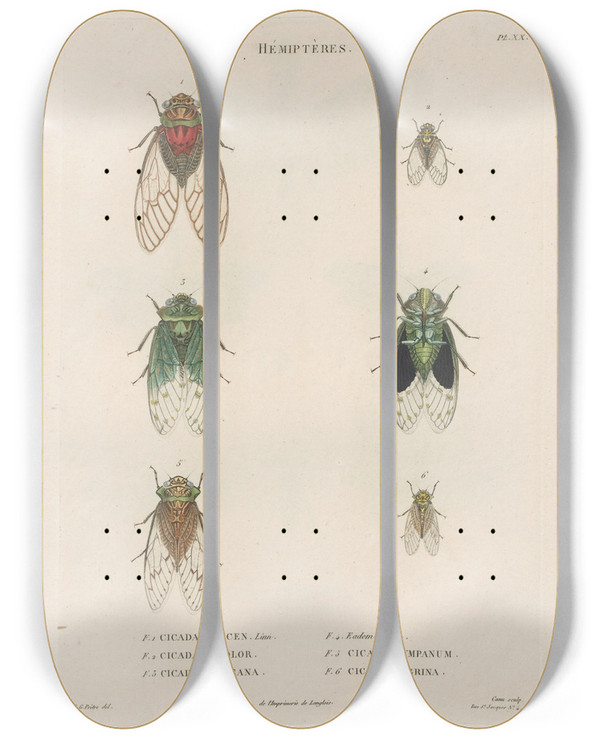 Triptych art skateboard deck of Jean Gabriel Pretre Insectes Recueillis En Afrique Et En Amrique Pl59 by Jean Gabriel Pretre (1768-1849)