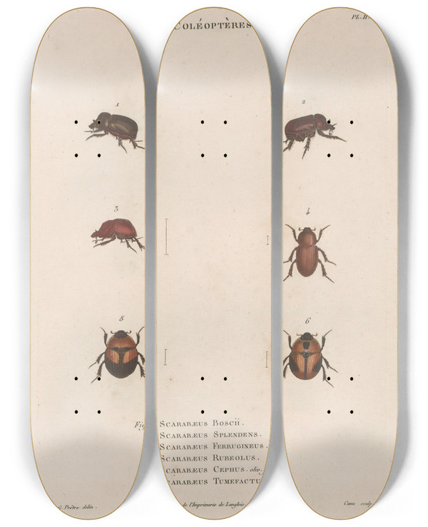 Triptych art skateboard deck of Jean Gabriel Pretre Insectes Recueillis En Afrique Et En Amrique Pl24 by Jean Gabriel Pretre (1768-1849)