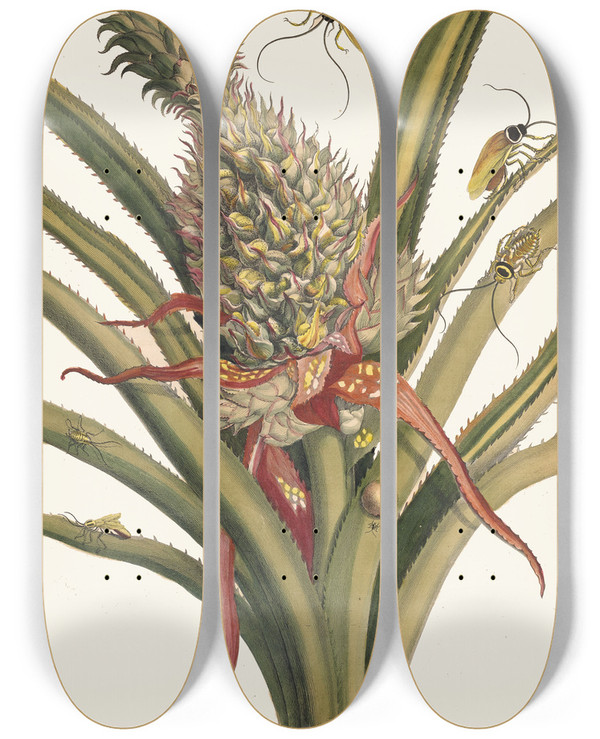Triptych art skateboard deck of Maria Sibylla Merian Ananas by Maria Sibylla Merian (1647-1717)