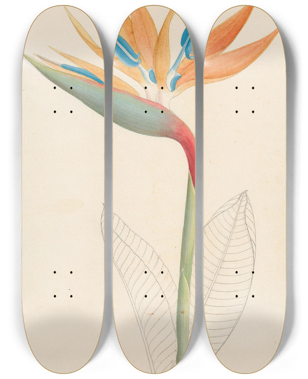 Triptych art skateboard deck of Clemenz Heinrich Wehdemann Strelitzia Reginae by Clemenz Heinrich Wehdemann (1762-1835)