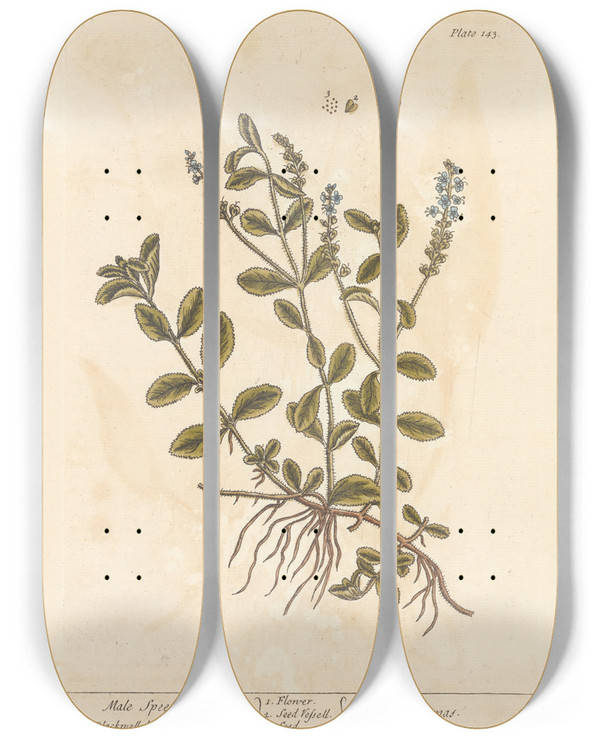 Triptych art skateboard deck of Elizabeth Blackwell Male Speedwell by Elizabeth Blackwell (1707-1758)
