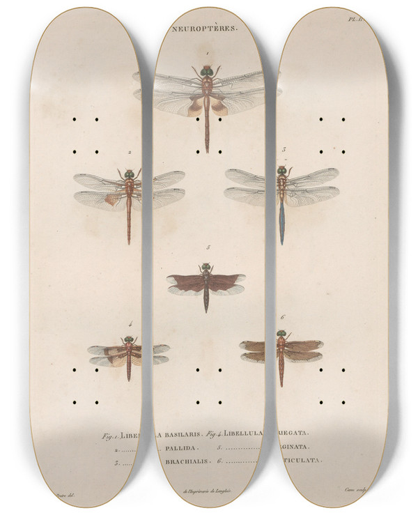 Triptych art skateboard deck of Jean Gabriel Pretre Insectes Recueillis En Afrique Et En Amrique Pl61 by Jean Gabriel Pretre (1768-1849)
