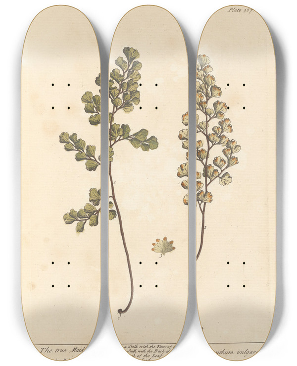Triptych art skateboard deck of Elizabeth Blackwell The True Maiden Hair by Elizabeth Blackwell (1707-1758)