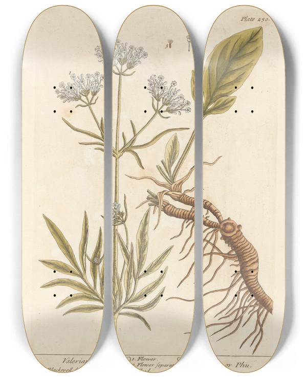 Triptych art skateboard deck of Elizabeth Blackwell Valerian by Elizabeth Blackwell (1707-1758)