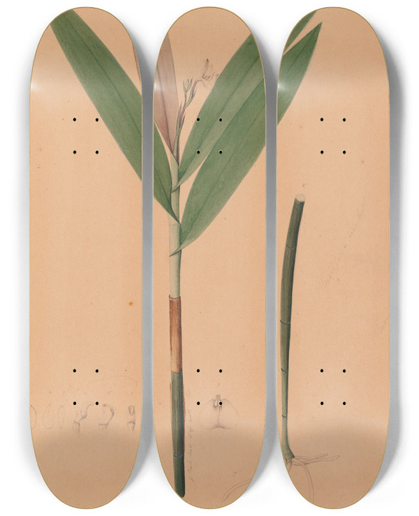 Triptych art skateboard deck of Joo Barbosa Rodrigues Iconographie Des Orchidees Du Bresil Pl37 by Joao Barbosa Rodrigues (1842-1909)