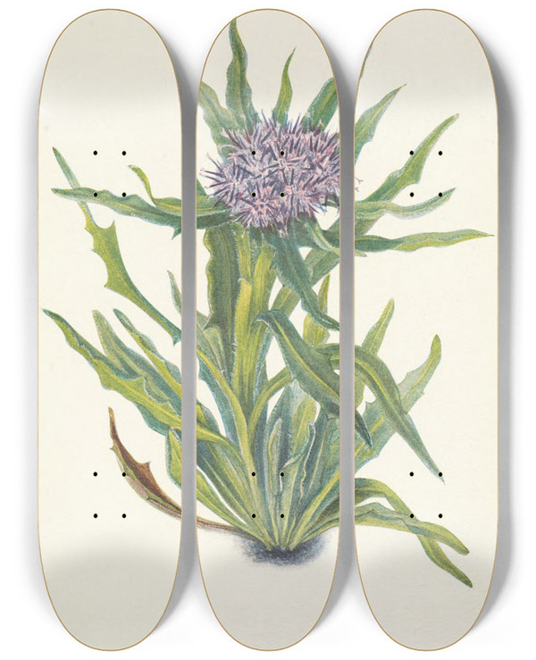 Triptych art skateboard deck of Mary Vaux Walcott Saussurea Saussurea Densa by Mary Vaux Walcott (1860-1940)