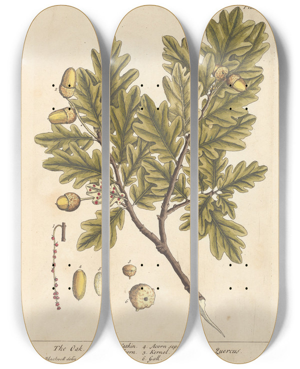 Triptych art skateboard deck of Elizabeth Blackwell The Oak by Elizabeth Blackwell (1707-1758)