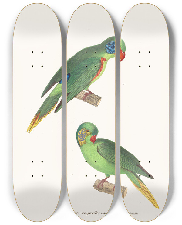Triptych art skateboard deck of Coenraad Jacob Temminck Perruche Coquette by Coenraad Jacob Temminck (1778-1858)