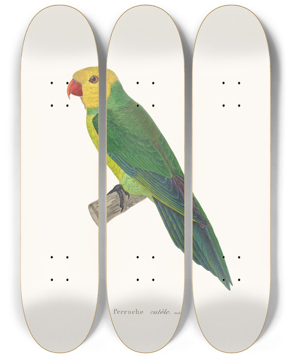 Triptych art skateboard deck of Coenraad Jacob Temminck Perruche Eutle by Coenraad Jacob Temminck (1778-1858)