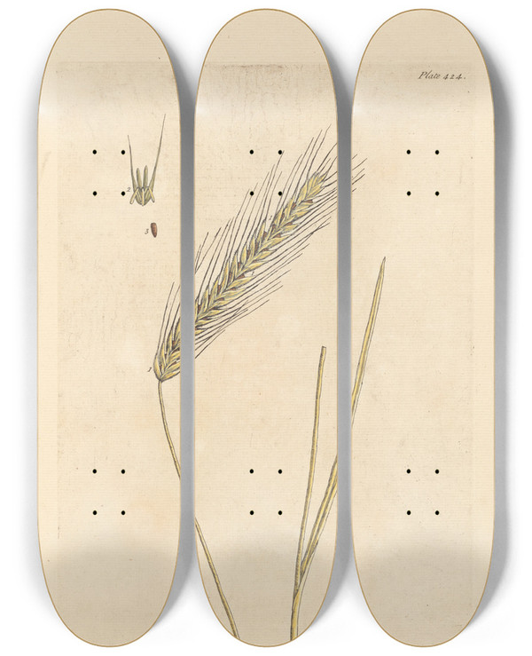Triptych art skateboard deck of Elizabeth Blackwell Rye by Elizabeth Blackwell (1707-1758)