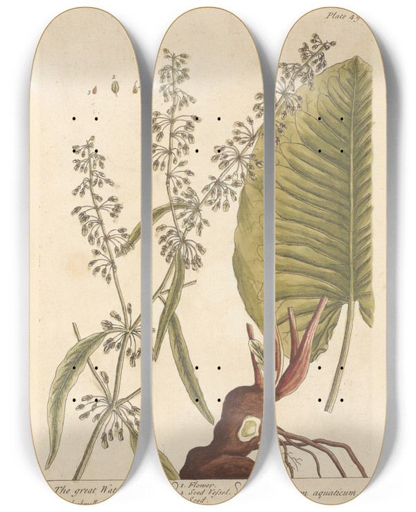 Triptych art skateboard deck of Elizabeth Blackwell The Great Water Dock by Elizabeth Blackwell (1707-1758)