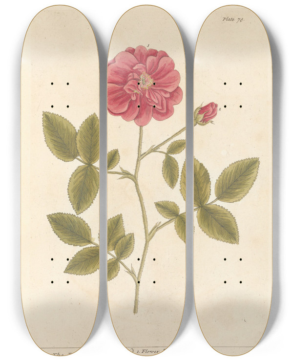 Triptych art skateboard deck of Elizabeth Blackwell The Red Rose by Elizabeth Blackwell (1707-1758)