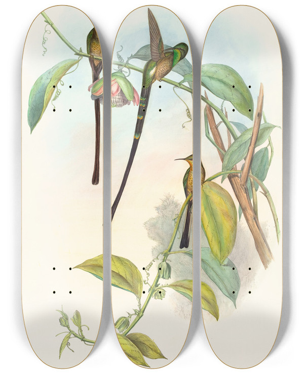 Triptych art skateboard deck of John Gould Lesbia Amaryllis by John Gould (1804-1881)