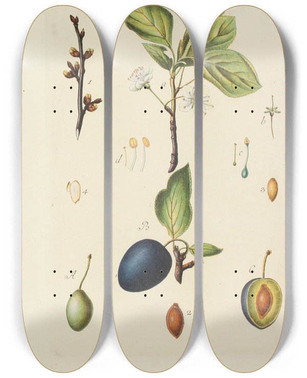 Triptych art skateboard deck of Carl Christoph Oelhafen Von Schllenbach Abbildung Der Wilden Bume Stauden Und Buschgewchse Pl086 by Carl Christoph Oelhafen Von Schollenbach (1709-1785)