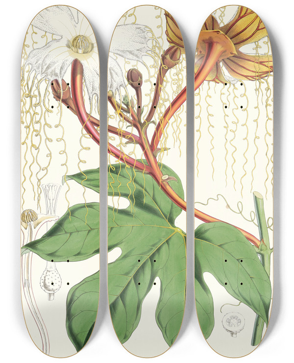 Triptych art skateboard deck of Walter Hood Fitch Hodgsonia Heteroclita Hook Fil Et Thoms Male Plant by Walter Hood Fitch (1817-1892)