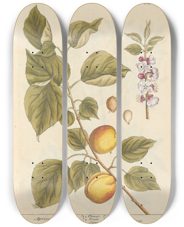 Triptych art skateboard deck of Elizabeth Blackwell Apricock by Elizabeth Blackwell (1707-1758)