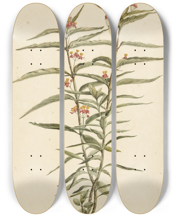 Triptych art skateboard deck of Laurens Vincentsz Van Der Vinne Bloeiende Frederiksbloem Asclepias Curassavica by Laurens Vincentsz. van der Vinne (1658-1729)