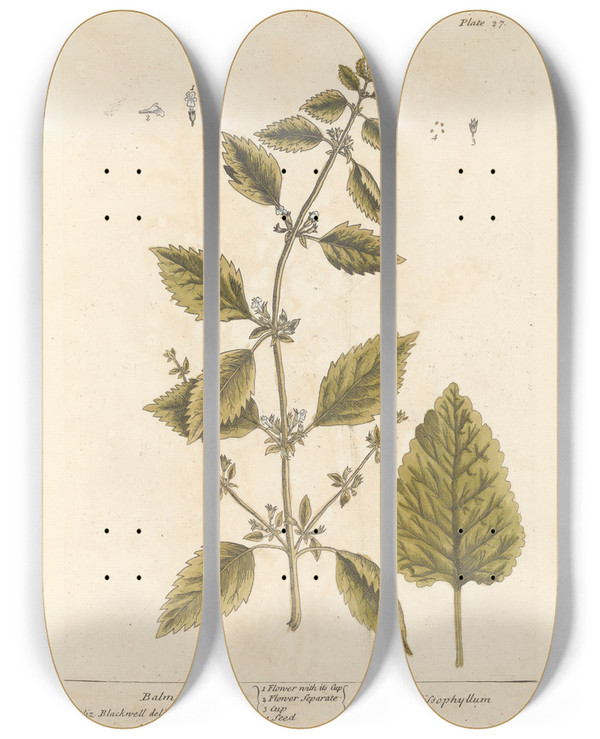 Triptych art skateboard deck of Elizabeth Blackwell Balm by Elizabeth Blackwell (1707-1758)