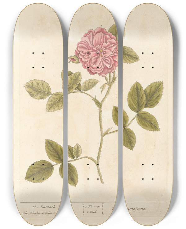 Triptych art skateboard deck of Elizabeth Blackwell The Damask Rose by Elizabeth Blackwell (1707-1758)