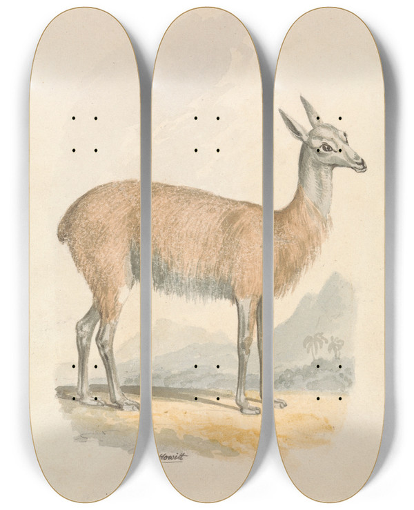 Triptych art skateboard deck of Samuel Howitt Llama by Samuel Howitt (1756-1822)