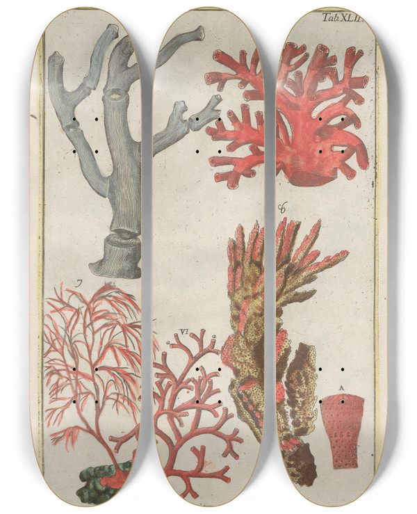 Triptych art skateboard deck of Filippo Buonanni Rerum Naturalium Historia Nempe Quadrupedum Pl42 by Filippo Buonanni (1638-1723)