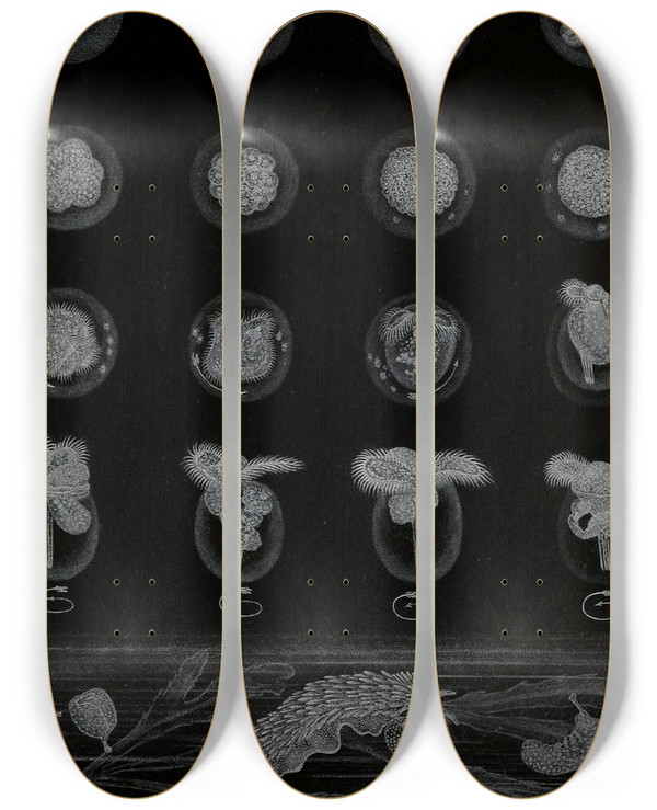 Triptych art skateboard deck of Alfred Frdol Dveloppement Dun Mollusque by Alfred Fredol (1804-1863)