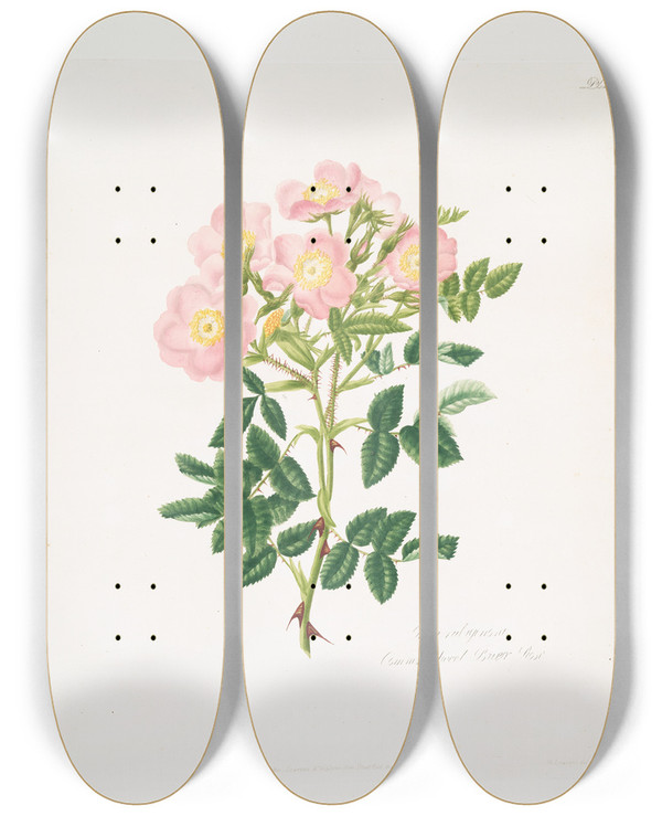 Triptych art skateboard deck of Mary Lawrance Rosa Indigossa by Mary Lawrance (1776-1831)