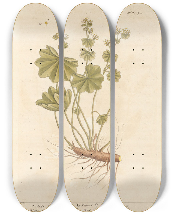 Triptych art skateboard deck of Elizabeth Blackwell Ladies Mantle by Elizabeth Blackwell (1707-1758)