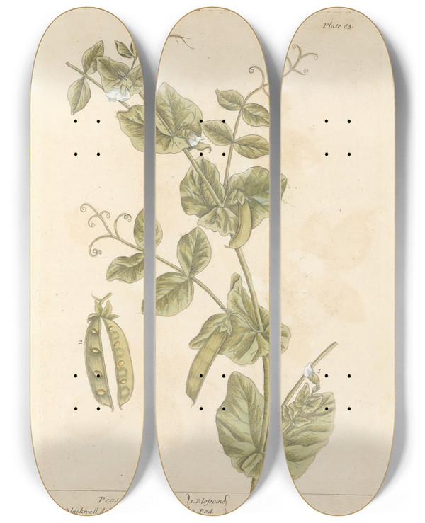 Triptych art skateboard deck of Elizabeth Blackwell Peas by Elizabeth Blackwell (1707-1758)