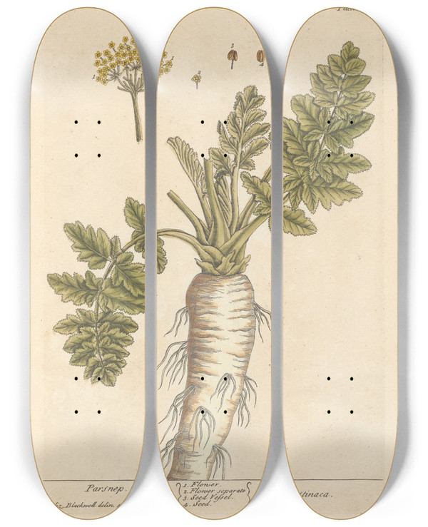 Triptych art skateboard deck of Elizabeth Blackwell Parsnep by Elizabeth Blackwell (1707-1758)